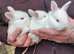 New Zealand White Pure Bred Rabbits