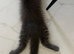 SILVER BLUE MAINE COON KITTEN FOR SALE