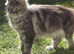 Last two (16 weeks old) female mainecoon kittens