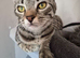 Urgent New loving home needed