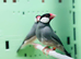 Java finches