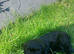 Lively Young Sproodle