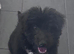 Teddy 7 months old