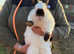 Pure California Rabbits Genuine Genetics