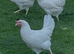 White star 18 wks old pol .