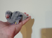 Hand rearing blue Baby quaker