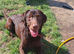 Chocolate Lab STUD!!