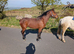 Connemara unregistered