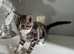 Kitten female 10 weeks