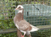 Hand reared fancy pigeons