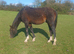 Irish sports horse yearling