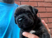 Cane Corso / Rottweiler puppies