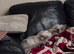 Miniature dachshund