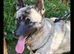 4 year old male akita