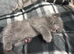Exquisite Grey Ragdoll Kitten 6 Weeks Old | Blue-Eyed | Home-Raised