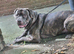 Staffy cross brothers 25 months old