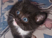 6 adorable kittens ready in 2 weeks