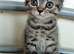 Bsh X Scotish straight kitten ,boy. AVAILABLE till 27. July only.