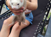 Ferrets for sale