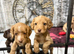 Cocker spaniel puppies