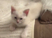 Beautiful ragdoll kittens for sale