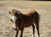Refined Pure Falabella Colt