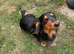 Long haired miniature dachshund for stud