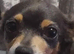 Last beautiful chihuahua puppy