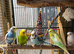 Budgies