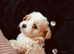 Beautiful Maltipoo puppies looking for their loving forever homes.