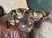 Lovely Kittens
