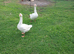 Embden Geese for Sale