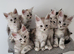Tica registered maine coon kittens