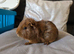 Guinea pigs male and female