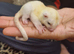 Leucistic/ White Sugar Glider Joey