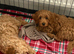 F1b Cavapoo Puppies 1 Boy 2 Girls