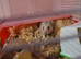 Hamster