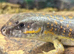 Berber Skinks at Birmingham Reptiles