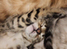 Snow and brown bengal kittens