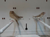 Silverbill finches