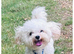 ASIAN TOY MALTIPOO