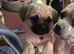 Puppy for sale - Pugsley