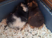 Male guinea pigs