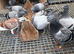 Young racing pigeons long and middle distance
