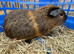 Bonded boars