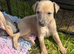 Kc Reg blue fawn and blue whippet pups *only 1 left*