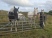 Gypsy Cob Gelding