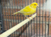 Canaries for rehome in Hull