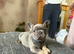 French bulldog pups for sale