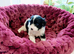 Toy cavappo Puppies